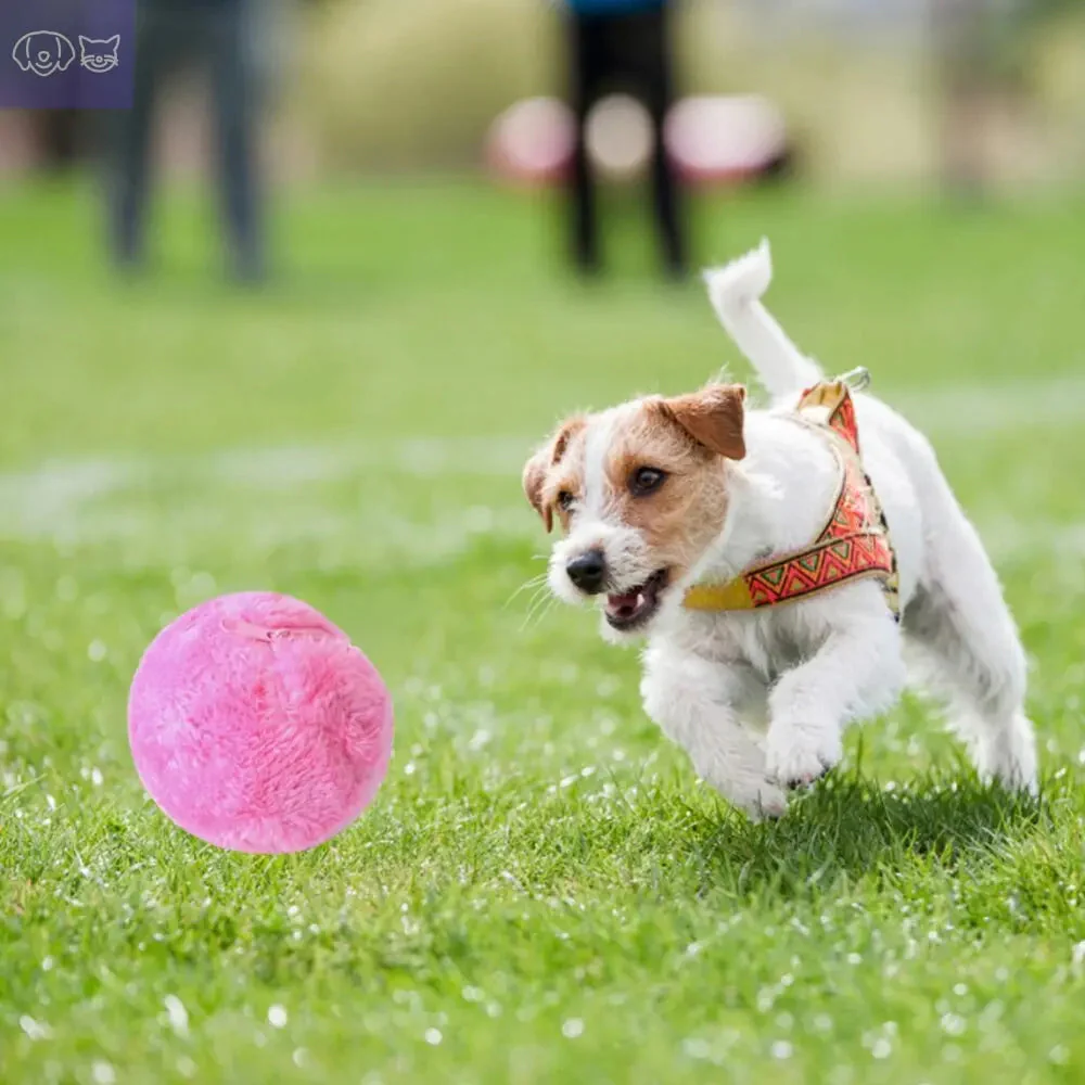 PawMagic Roller™ – Auto-Moving Ball - Image 3